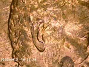 2007-Lincoln-Double-Ear,-A-Hit-Or-Miss